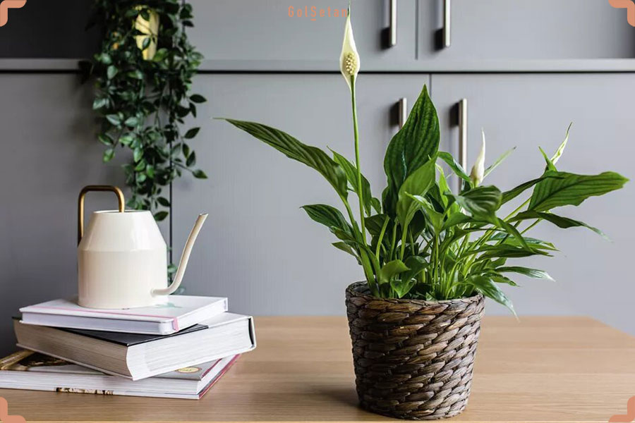 اسپاتی فیلوم از جمله گیاهان آپارتمانی زود رشد