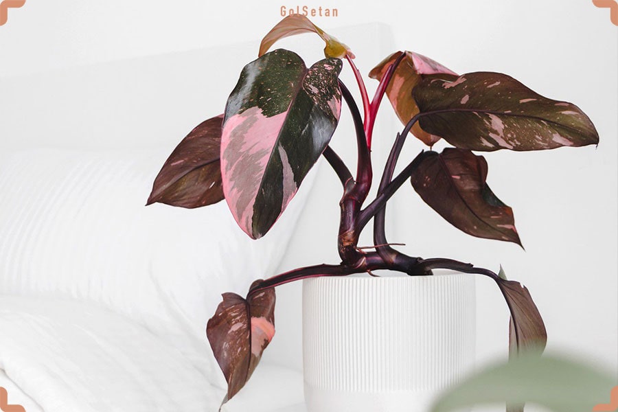 فیلودندرون پرنسس صورتی ، از جمله زیباترین گیاهان گران قیمت