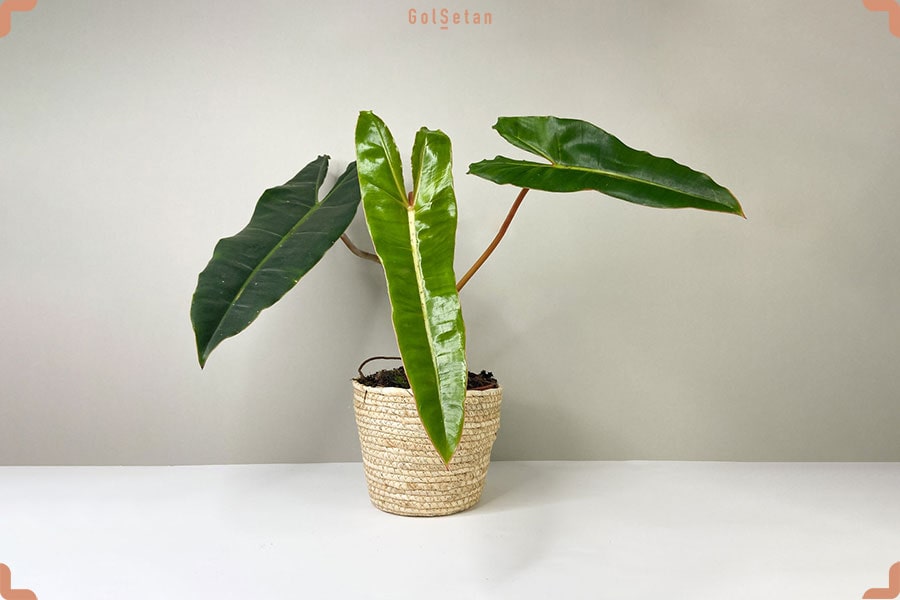 فیلودندرون بلیتی ابلق گیاهی زیبا از خانواده فیلندرون