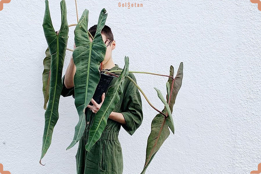 گیاه زیبا و گران قیمت فیلودندرون روح مقدس