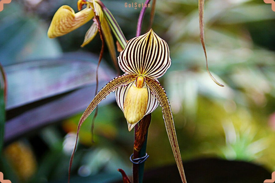 گران قیمت ترین ارکیده دنیا