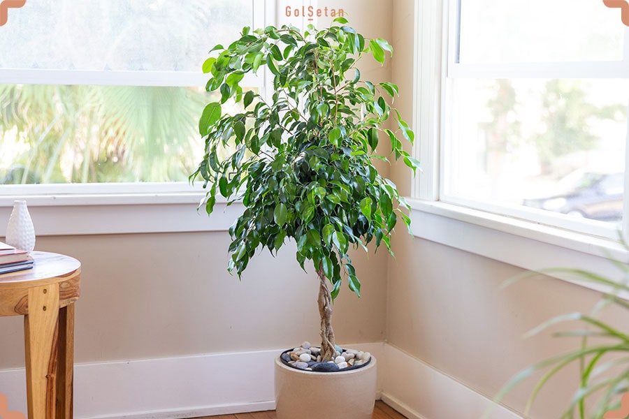 گیاه آپارتمانی فیکوس بنجامین ، یکی از خوش نقش و نگارترین گیاهان آپارتمانی زود رشد