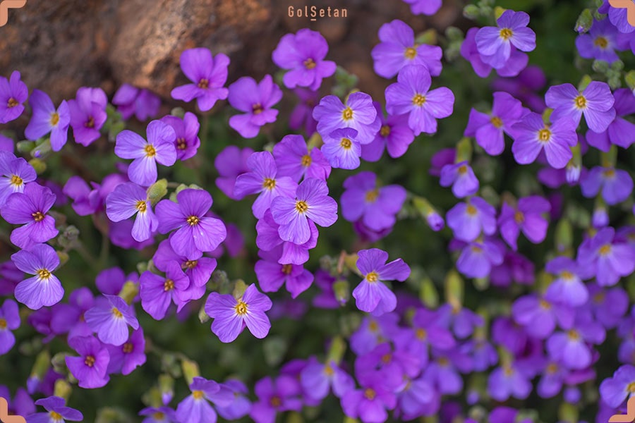 گل زیبای اوبریتا