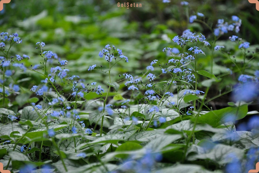 گیاه پوششی برونرا