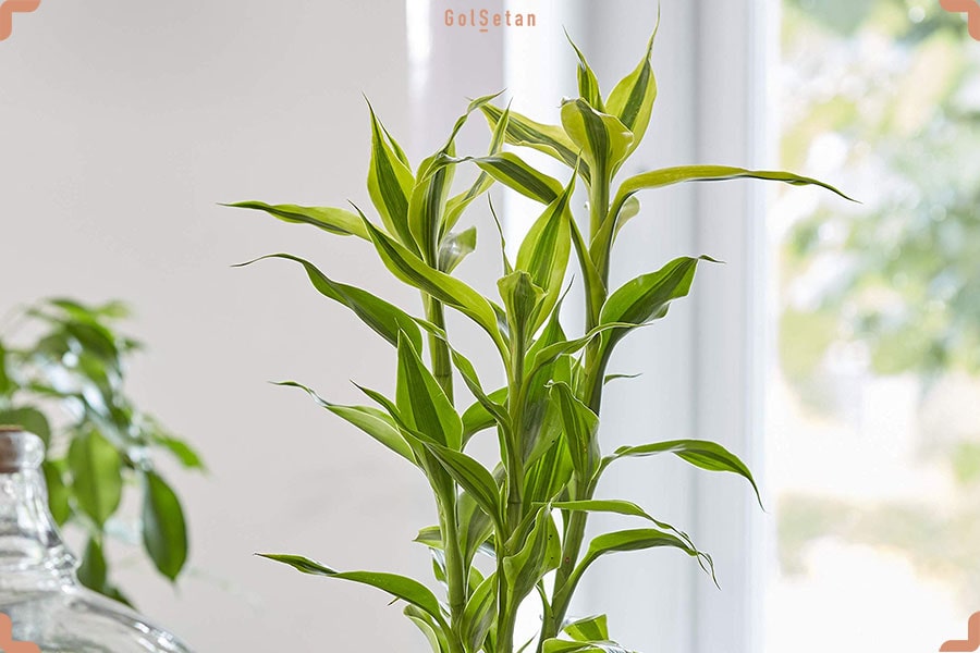 گل بامبو یا دراسنا سندریانا ، یکی از محبوب‌ترین گیاهان آپارتمانی زود رشد آپارتمانی