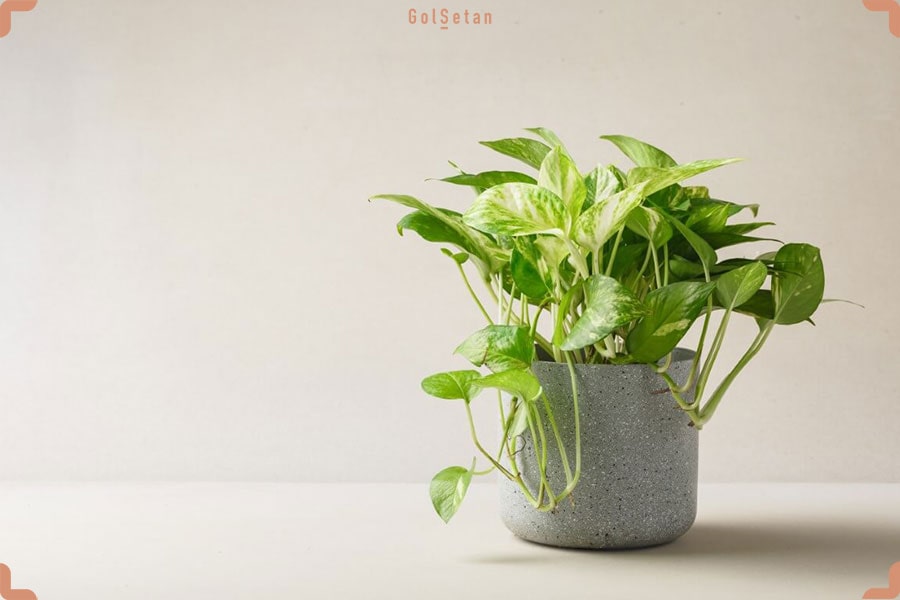 پوتوس طلایی ، از جمله گیاهان آپارتمانی زود رشد محبوب با نگهداری آسان