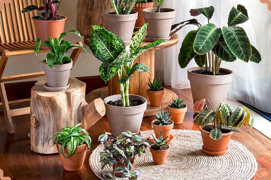معرفی گیاهان آپارتمانی زود رشد