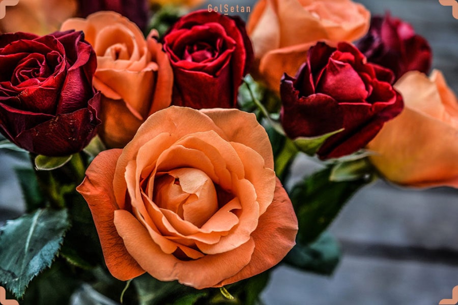 گل رز ، از جمله گلهای ماه تولد خرداد