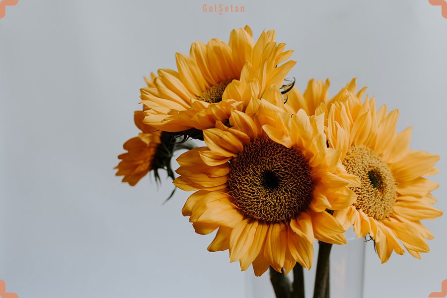 گل آفتابگردان، از جمله گل های پرانرژی و جذاب روز مهندس