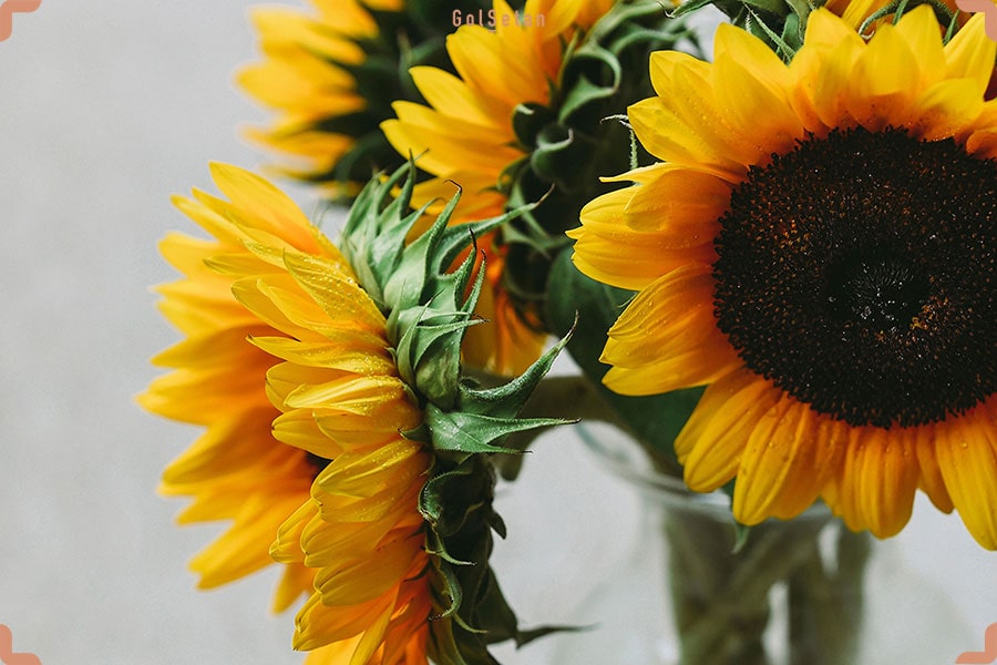 گل آفتاب گردان یک انتخاب جذاب برای روز مرد
