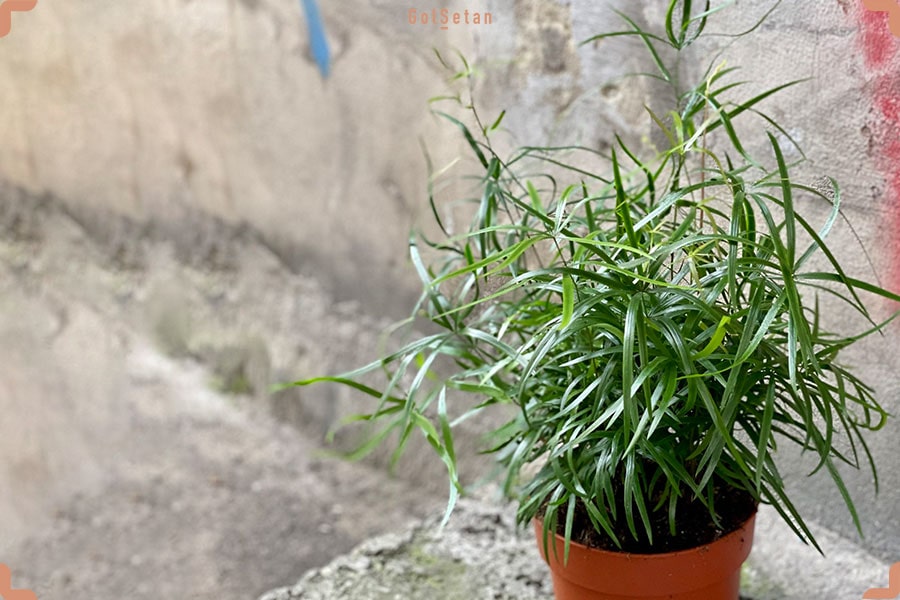 نور مورد نیاز برای نگهداری سرخس مارچوبه