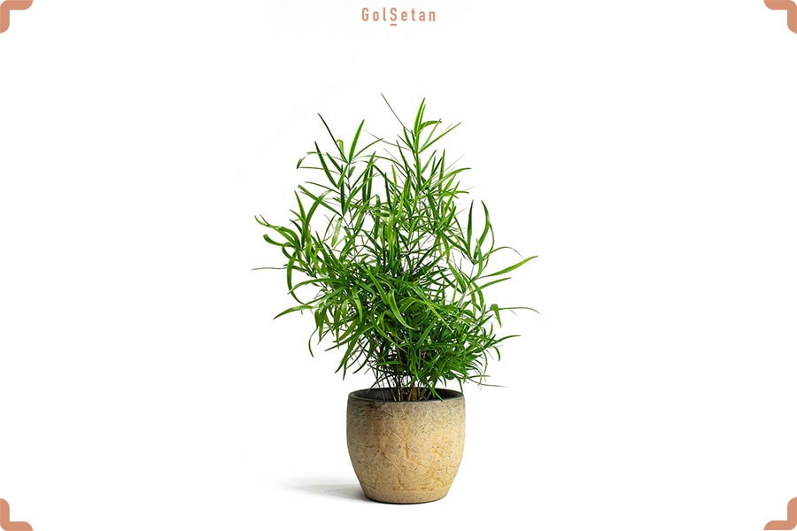 روش کوددهی به سرخس مارچوبه