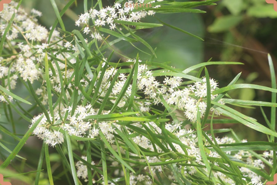 سمی بودن یا نبودن سرخس مارچوبه