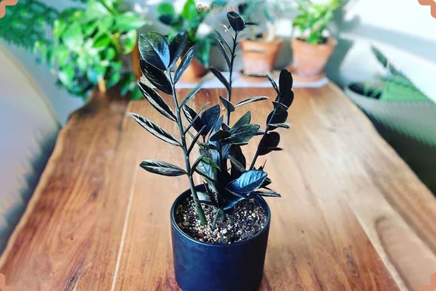 دما و رطوبت مورد نیاز برای نگهداری از زاموفیلیا بلک