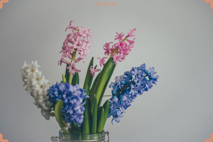 گل سنبل (Hyacinth) ، جذاب‌ترین و محبوب‌ترین گل عید نوروز