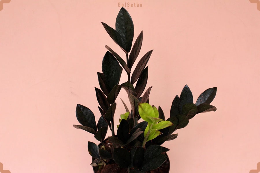 روش هرس کردن زاموفیلیا بلک