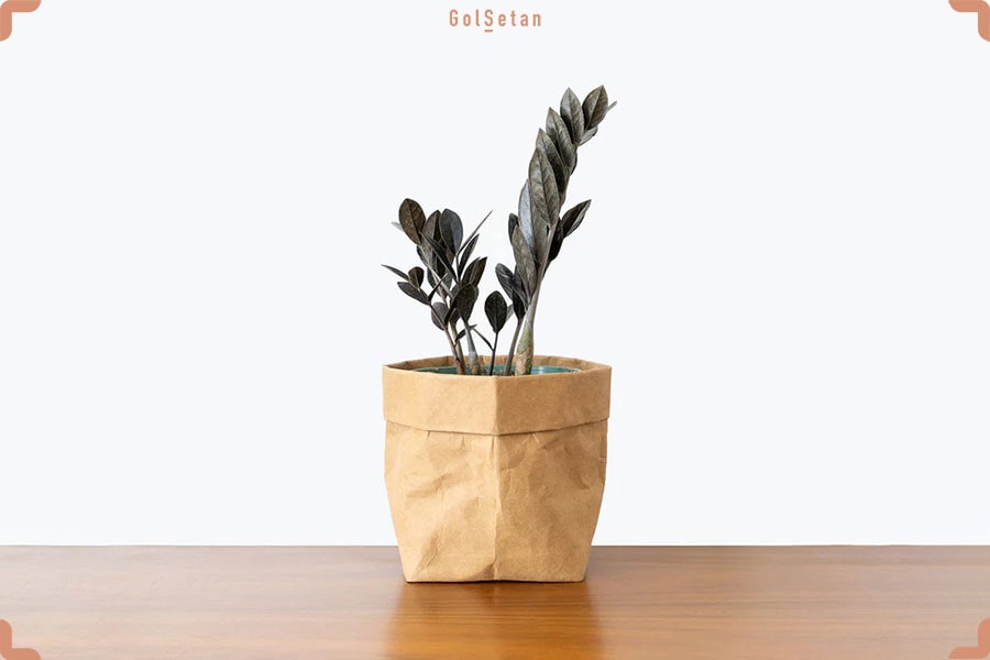 خاک مناسب برای نگهداری از گیاه زاموفیلیا بلک یا زامیفولیا بلک