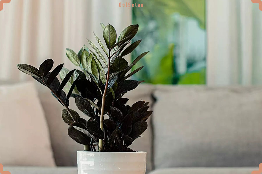 روش آبیاری زاموفیلیا بلک