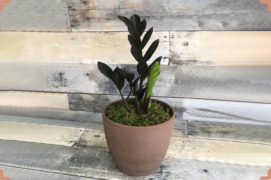 تعویض گلدان در طول نگهداری از زامیفولیا بلک یا زاموفیلیا بلک