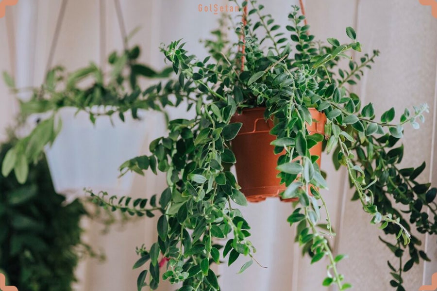 گیاه خانگی اسکینانتوس یا خرم دم آویزی