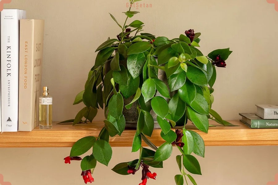 گیاه خانگی اسکینانتوس یا خرم دم