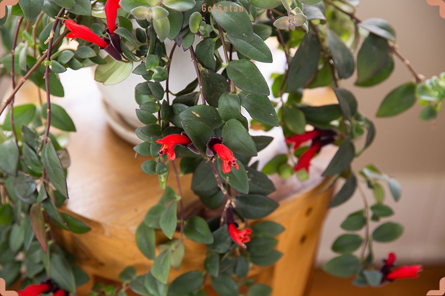 روش نگهداری گیاه خر دم یا یا اسکینانتوس