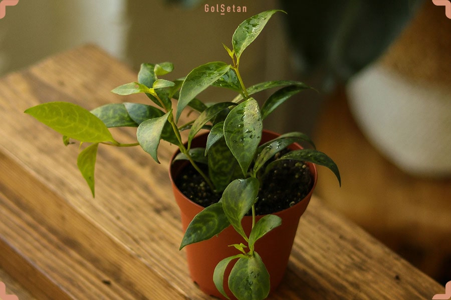 مختصری درباره گیاه خر دم