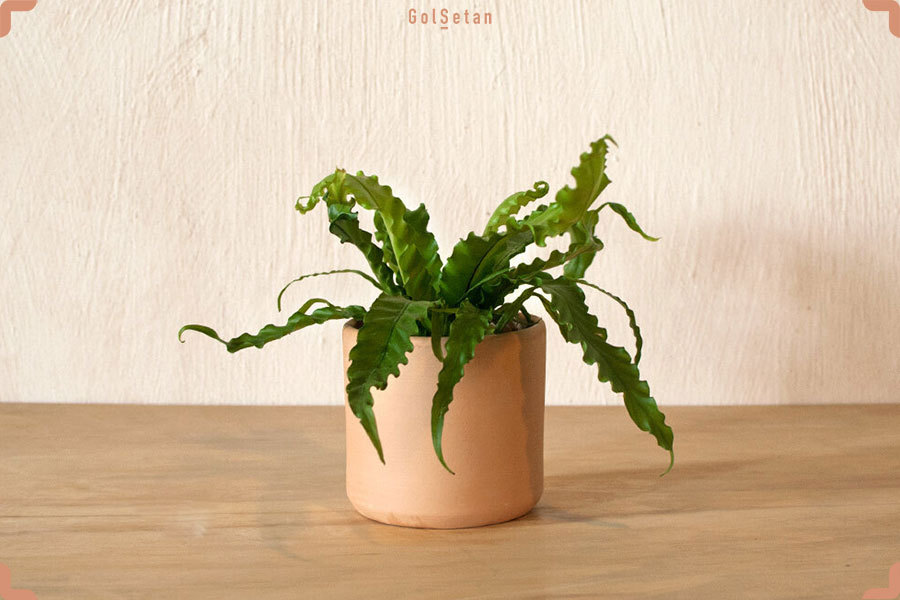 خاک مناسب برای نگهداری سرخس لانه پرنده