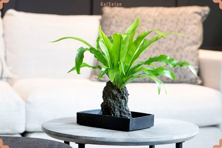 مختصری درباره سرخس لانه پرنده