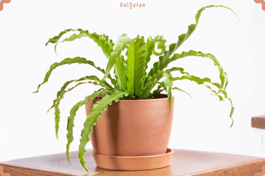 دما و رطوبت مورد نیاز برای نگهداری از سرخس لانه پرنده