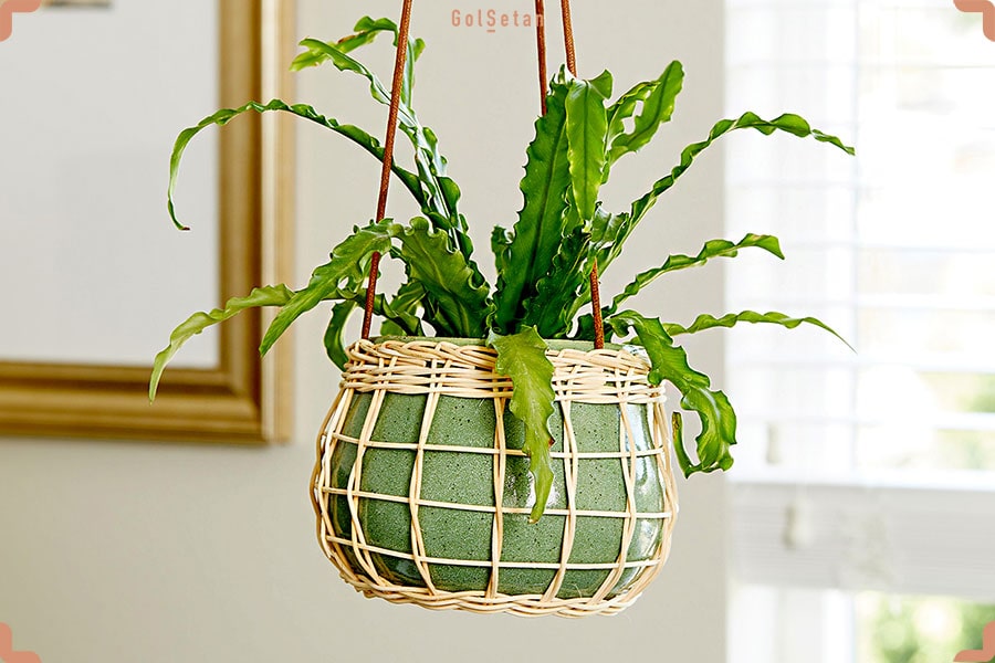 روش تکثیر سرخس لانه پرنده