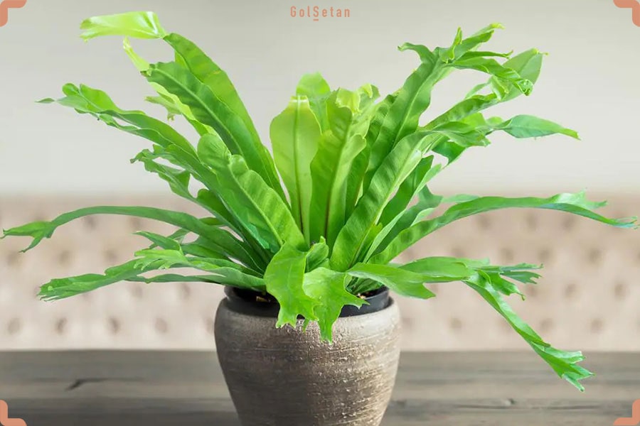 روش هرس کردن سرخس لانه پرنده