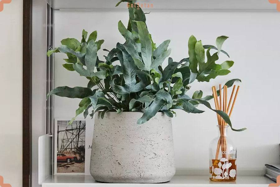 عکس سرخس پنجه خرس