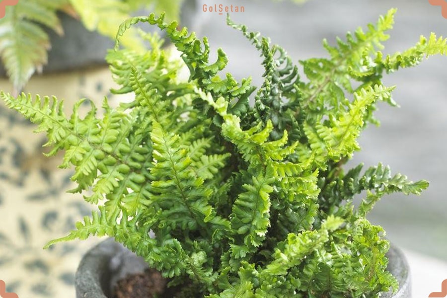 خاک مناسب برای نگهداری از سرخس سپر طلایی