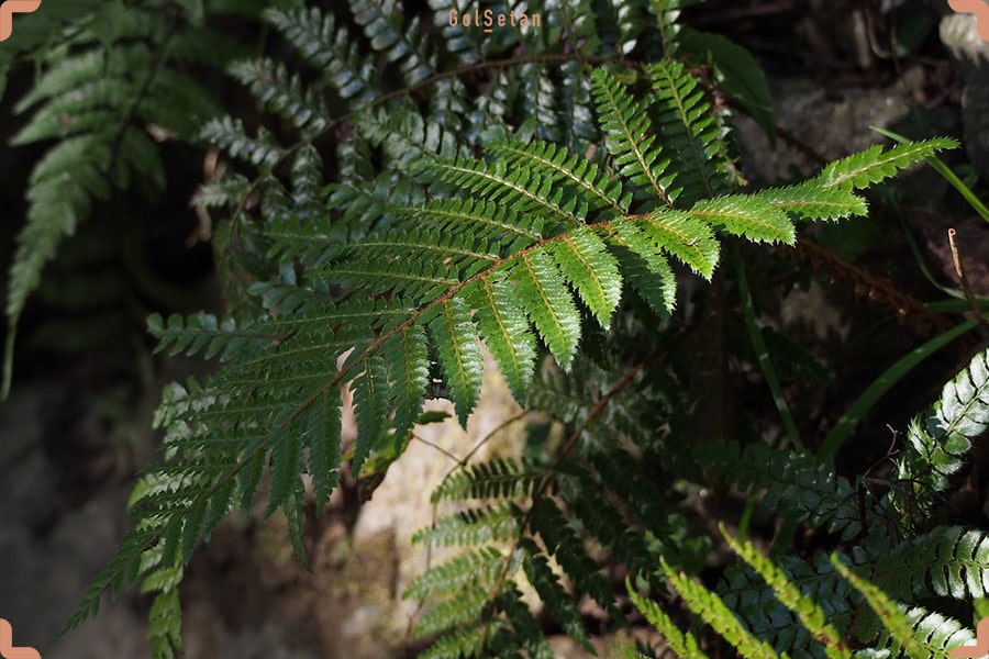 برگ های سرخس نوار ژاپنی