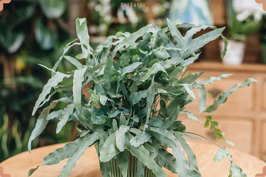 رطوبت مورد نیاز برای نگهداری سرخس پنجه خرس