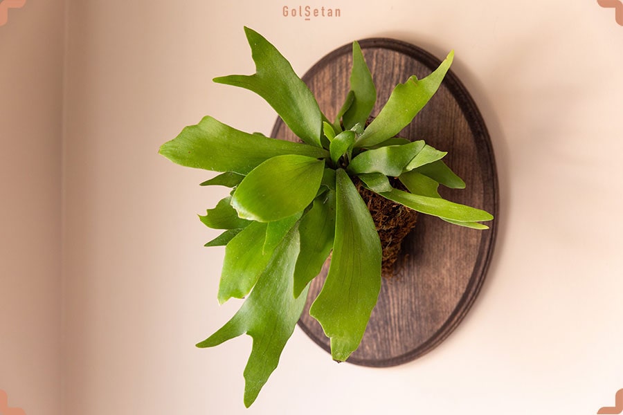 سمی بودن یا نبودن سرخس شاخ گوزنی