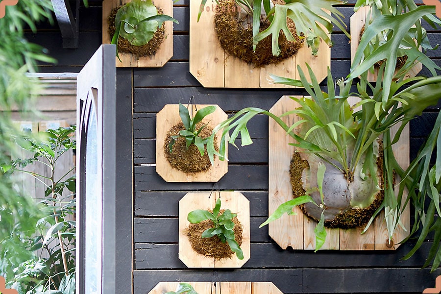 آشنایی مختصر با سرخس شاخ گوزنی