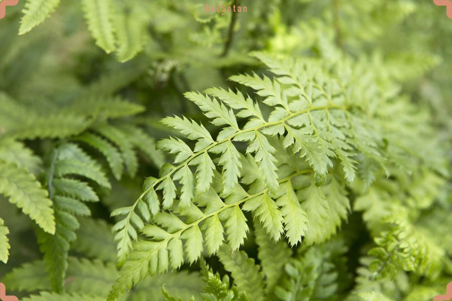 آشنایی مختصر با سرخس نوار ژاپنی