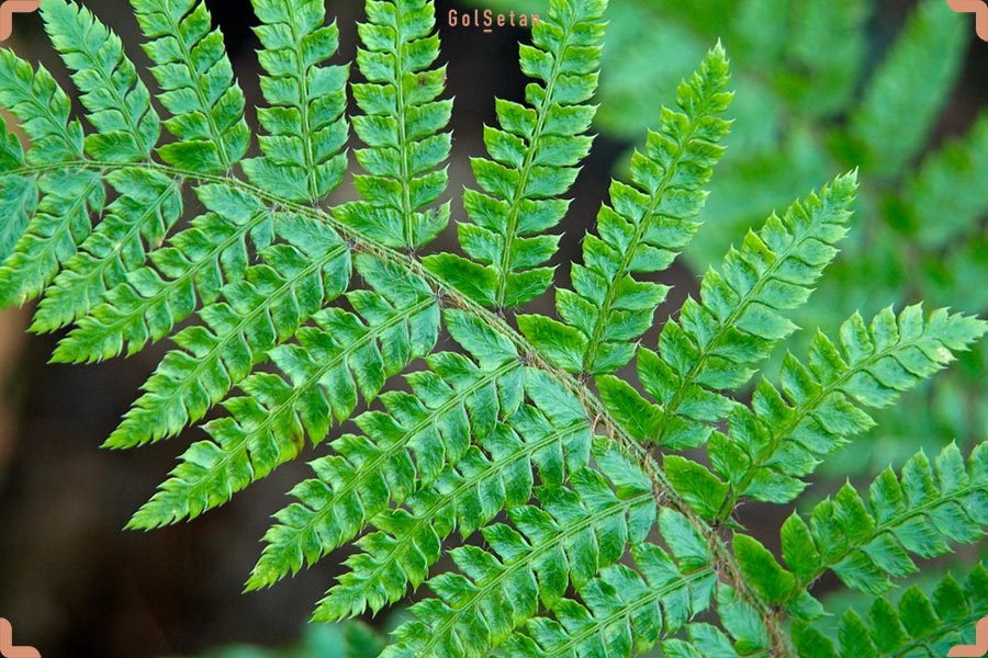 روش تکثیر سرخس نوار ژاپنی