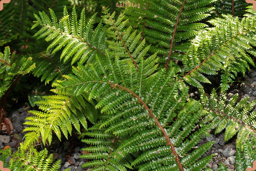 نور مناسب برای نگهداری از سرخس نوار ژاپنی