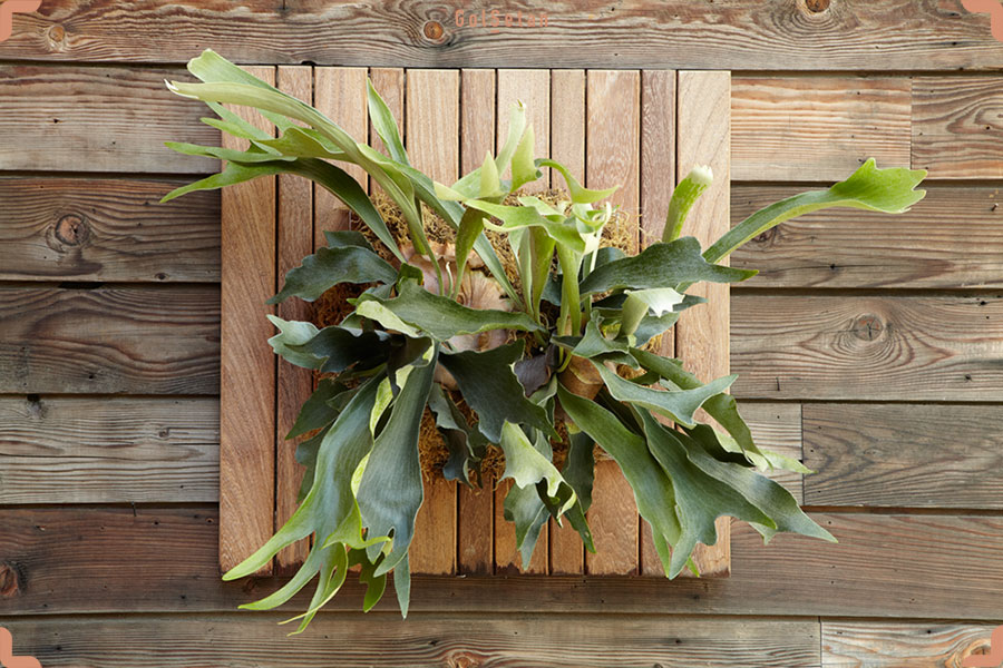 دما و رطوبت مورد نیاز برای نگهداری سرخس شاخ گوزنی