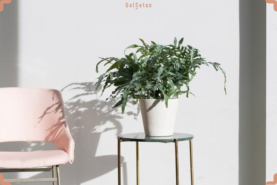 سمی بودن یا نبودن سرخس پنجه خرس