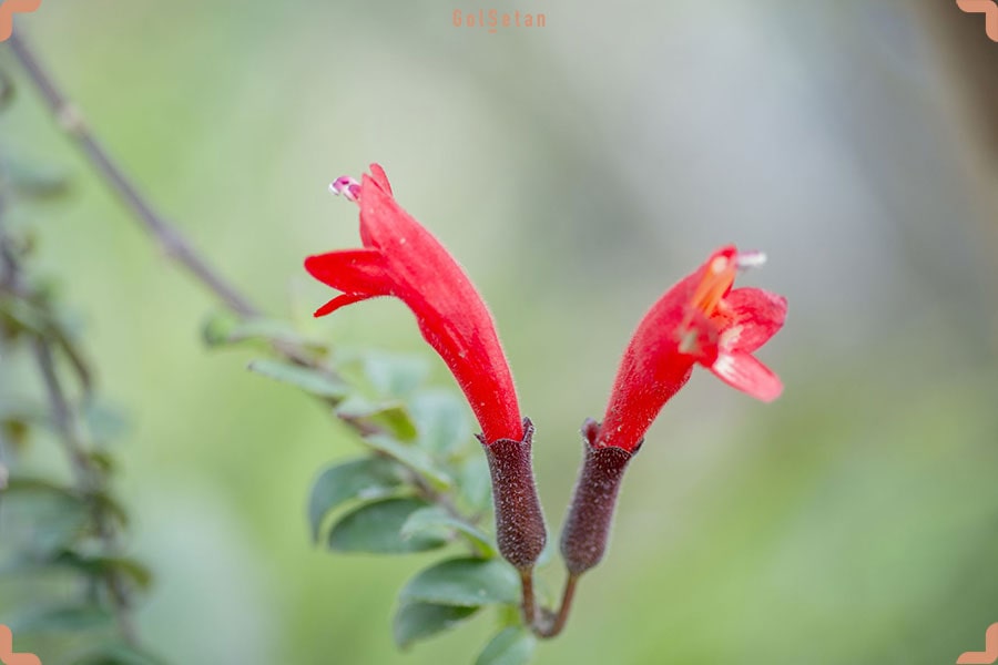 گل های خرم دم یا اسکینانتوس