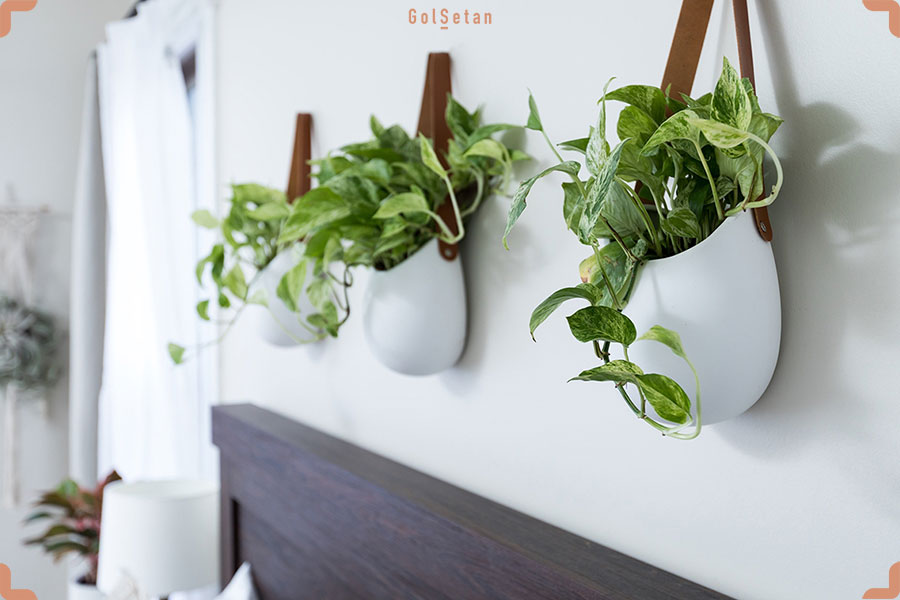 hanging-pothos-plants.jpg