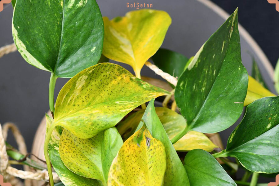 دلایل زرد شدن برگ ها در طول نگهداری گیاه پوتوس یا پتوس