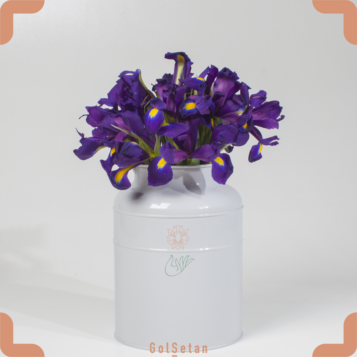 گل زنبق هلندی