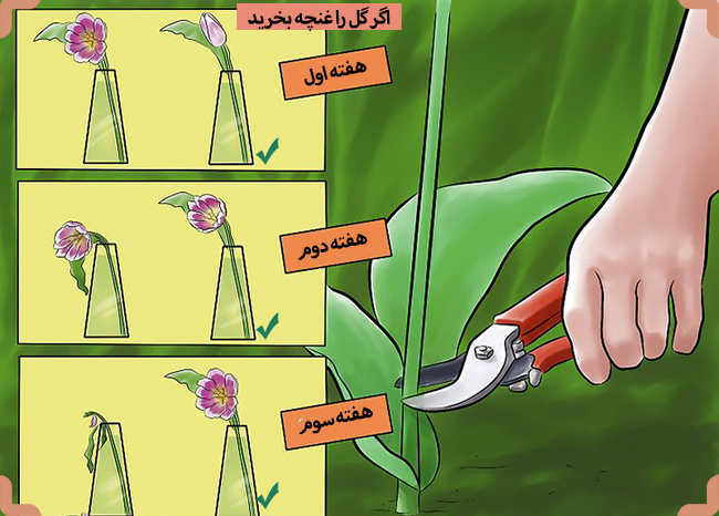 گل لاله غنچه