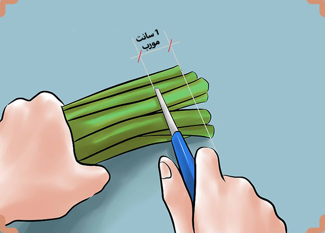 چیدن پیاز گل لاله