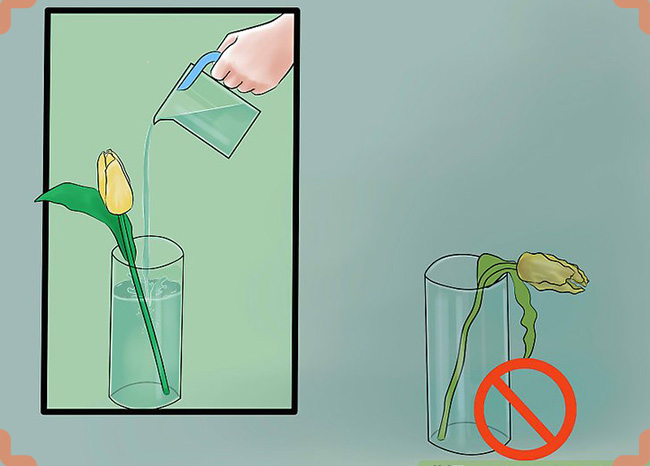 آب گلدان لاله